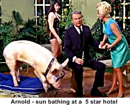 Arnold the pig- Green Acres