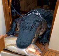 Miami Vice alligator